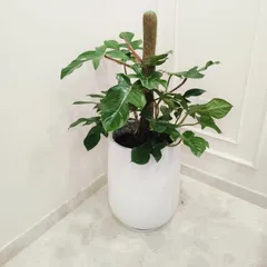 The same Philodendron plant, shown here in a well-lit corner, highlighting its large, healthy leaves. We help you place plants where they will thrive.