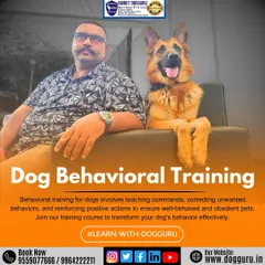 This is what dog behavioral training is all about: teaching commands, correcting unwanted behaviors, and reinforcing positive actions to help you and your dog live together harmoniously.