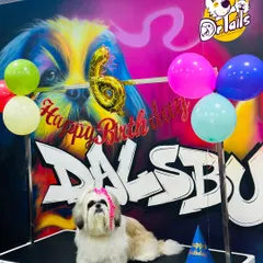 This little superstar, Caesar the Shih Tzu, is celebrating his 6th birthday. I love creating these personalized photo moments on my grooming table stage, right in front of our custom graffiti wall.
