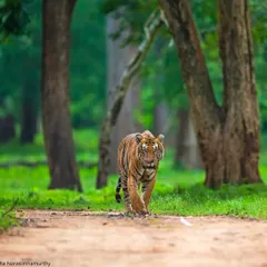 A powerful head-on view of the Nayanjikatte Male. His story is one of dominance, fatherhood, and the relentless cycle of challenges that define a king's reign in the wild.
