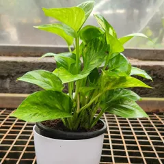 The Money Plant, or Pothos, is famous for being easy to grow and is considered lucky. It can be grown as a trailing plant or encouraged to climb.