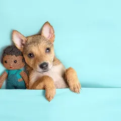 This adorable indie puppy, rescued by CARE, poses with a small crocheted doll for his newborn-style portrait.