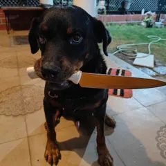 People ask me what my security system is like. Well, I have a Rottweiler. A knife-wielding Rottweiler. Welcome home, peeps.