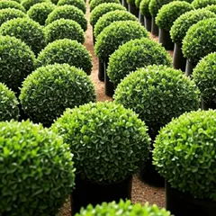 Rows of perfectly spherical Buxus shrubs ready for planting. We source high-quality, healthy plants to ensure our landscape designs look great from day one.