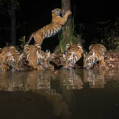 A tigress and her four cubs pause for a drink at a forest waterhole. This image was captured at night using a carefully placed camera trap with multiple flashes, creating a studio-like portrait that reveals an intimate family moment rarely seen in the wild. It showcases the patience and technical precision needed for impactful wildlife photography.
