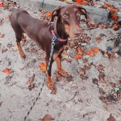 Meet Hazel, a 5.6-month-old Doberman, out for a walk. She is a lively and fun-loving girl who would be a great companion for an active family ready for adventure.