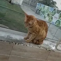 A handsome ginger tabby cat sits watchfully near our outdoor area. We provide safe and secure boarding that caters to the unique needs and curious nature of cats.