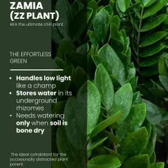 Meet the ultimate chill plant, the Zamia or ZZ Plant. It handles low light like a champ and stores water in its underground rhizomes, so it only needs watering when the soil is completely dry.