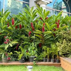 A vibrant display of red ginger lilies and other tropical plants. I use bold, colorful foliage and flowers to create lush, jungle like garden beds that bring energy and life to any space.
