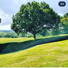A stunning example of a mature garden with a large, healthy tree and a perfectly maintained privacy hedge. I focus on creating landscapes that feel both grand and natural.