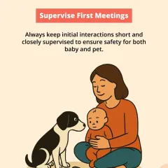 Always supervise the first meetings between your pet and baby. Keep initial interactions short and closely monitored to ensure safety for both.