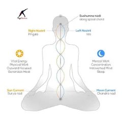 This diagram explains the concept of Ida and Pingala, the two primary energy channels (Nadis) in the body. Understanding this helps us see how practices like Nadi Shodhana (alternate nostril breathing) bring balance to our feminine and masculine energies.