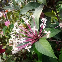 The Clerodendrum 'Starburst' in full bloom. Its unique flowers have long pink tubes that open up into white stars, creating a spectacular firework-like display.