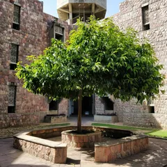 A central tree provides a natural gathering spot within a courtyard. These compact, linked courtyards are the heart of the campus plan, offering shaded, comfortable spaces for students and faculty to interact.