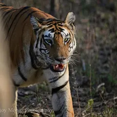 A direct gaze from a tiger is an unforgettable experience. As this one emerged from the forest cover, its eyes held a story of power, intelligence, and wildness that is the very essence of the jungle.