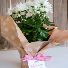 Simple, elegant, and full of life. A beautiful white Chrysanthemum plant, wrapped in charming polka-dot paper and tied with a pink gingham ribbon, makes for a delightful and fresh return gift. The tag says 'bloom where you're planted'.