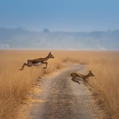 The sheer energy of blackbucks in motion. On my tours in the grasslands of Taal Chhapar, I teach you how to anticipate action and use techniques like panning to freeze these split-second moments of flight, creating dynamic images that tell a story of speed and grace.