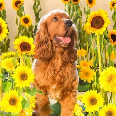 A field of sunflowers, right in the studio! This cocker spaniel looks absolutely radiant surrounded by bright, cheerful blooms. These themed shoots are perfect for bringing a bit of the outdoors inside.