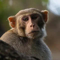 A portrait of a rhesus macaque with a thoughtful, almost human-like expression. I aim to capture the personality and emotion in the eyes of every animal I photograph, no matter how common.