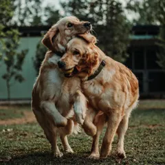 It's not just boarding, it's a social club. I ensure all dogs get to play and make new friends in a safe, supervised environment, which is key for a happy dog vacation.