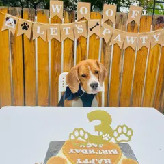 Patiently waiting for the main event. This little birthday boy is all set for his cake cutting ceremony, complete with a custom cake and a "Lets Pawty" banner to set the mood.