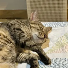 Muezza, the beautiful Bengal, sleeping peacefully. She is a bit shy initially but is a total cuddle expert once she trusts you.