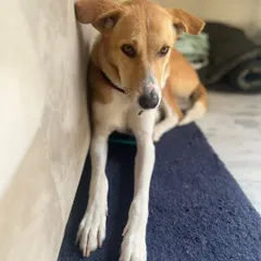 Browny resting comfortably by the couch. She would thrive in a home where someone is around more often, as she loves company and gets sad when left alone for too long.