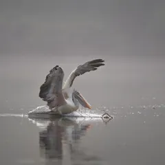 A pelican skids across the water, another dynamic moment from our Ranganathittu workshop.