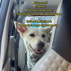 Just look at this hopeful face. This is a 1.5-year-old Indie mix we rescued from the street, now looking for her forever home. She is calm, affectionate, and a perfect example of the loving companions our Indian dogs can be when given a chance.