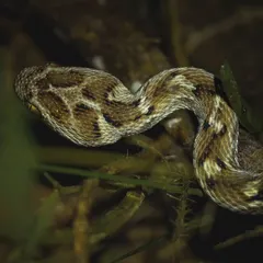 The distinctively shaped head of a Saw-scaled Viper, one of the venomous snakes we encounter during our specialized herping expeditions.