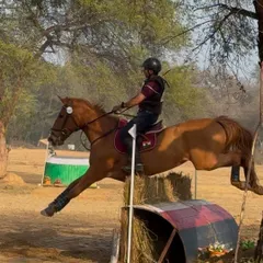 This is the thrill of cross-country. A rider and horse confidently tackle a solid obstacle, a key part of our comprehensive eventing training program that prepares athletes for FEI-level competitions.