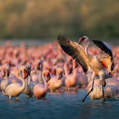 A lesser flamingo rises above the flock, its wings spread wide in a display of dominance and grace. This shot captures the dynamic energy of the thousands of flamingos that visit Navi Mumbai's wetlands.