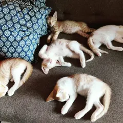 From playtime to dreamland. After a session of energetic play, this litter of five ginger and white kittens is all tuckered out. This is the peaceful side of life with kittens.