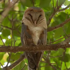 A Barn Owl trying to get some sleep. Finding and photographing nocturnal birds during the day requires a quiet approach and a keen eye.