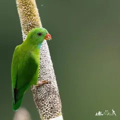 A Vernal Hanging Parrot clings to a cob of maize, skillfully extracting the grains.