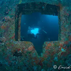 Exploring a sunken shipwreck is like stepping into another world. Here, a diver peers through a window on a wreck in the Maldives, framed by colorful coral growth. Our PADI Wreck Diver specialty course teaches you the skills to safely navigate and appreciate these underwater history museums.