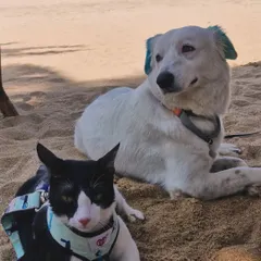 Even a subtle touch of color can make a statement. My dog Aby is enjoying a day at the beach with his friend Polo, showing off his cool blue ears and tail tip. This is a great way to try creative grooming without committing to a full-body design.