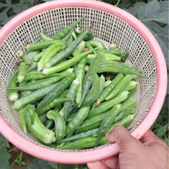 There is nothing more satisfying than harvesting your own organic vegetables. This basket full of fresh ladyfingers, or bhindi, was grown in a simple grow bag on my Delhi terrace.