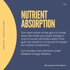 The gut's main job is nutrient absorption. If it's not cared for, it impacts everything. We believe in feeding food that supports a healthy gut.
