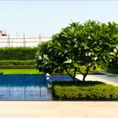 A beautiful Frangipani tree stands as a living sculpture next to the swimming pool. Its placement provides a natural focal point and adds a touch of tropical elegance to the poolside area.