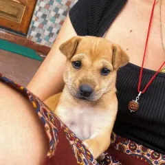 This is where BoPeep's journey began, as a tiny, rescued puppy in India. Looking at her now, happy and loved in Belgium, reminds us of the incredible transformations we get to witness.