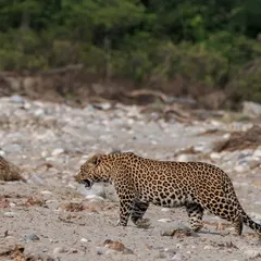 A male leopard patrols his territory along a dry riverbed in Rajaji National Park. This photograph showcases the raw power and stealth of one of India's most elusive and adaptable big cats.