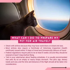 How do you prepare a pet for air travel? This guide covers key steps like checking airline rules, getting a veterinary health certificate, and managing feeding schedules before a flight.
