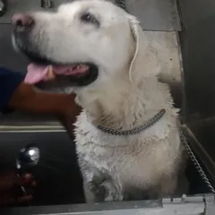 This happy Labrador is enjoying its spa day during a mobile dog wash session. We make sure the water temperature is perfect and the experience is soothing for every dog we groom.