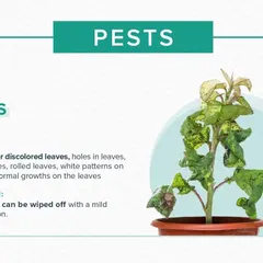 Pests can quickly damage a plant. This guide shows you how to identify common signs of bug infestations, such as holes in leaves or abnormal growths, and offers simple, effective solutions like using a mild soap solution.