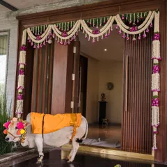 A decorated cow and calf bring blessings to a new home during a Gruhapravesham. I ensure they are beautifully adorned to become a memorable part of your traditional housewarming ceremony.