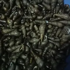 Another view of the fresh snails, ready to be cleaned and cooked. They are a key ingredient for authentic stews and stir-fries.