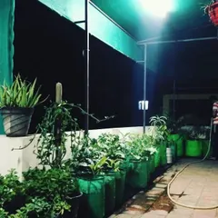 Your garden can be a beautiful escape, day or night. This terrace garden setup includes a protective shade net for the plants and ambient lighting, creating a perfect evening vibe. The use of large grow bags makes it ideal for organic vegetable gardening.