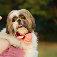 A sweet portrait of Oreo the Shih Tzu, looking dapper with his bow tie, held lovingly on his owner's shoulder.