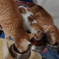 My boys enjoying their dinner together. It is a peaceful scene with four cats eating from their own bowls.